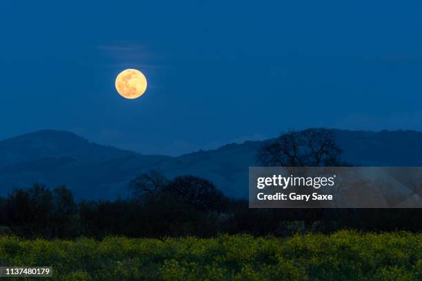 rising full moon on the first day of spring with mustard plant in bloom and oak trees, sonoma county, california. - first day of spring fotografías e imágenes de stock