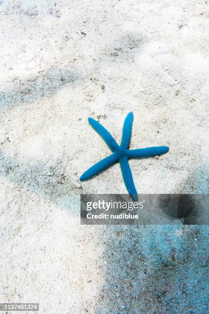 starfish on white sand - shell on sand isolated cut out stock pictures, royalty-free photos & images