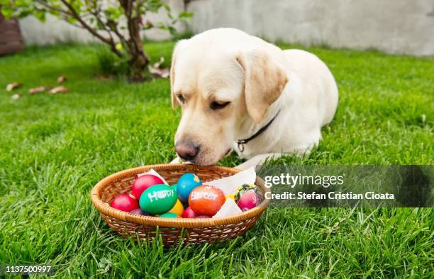 yellow labrador and easter egs basket - dog easter stock pictures, royalty-free photos & images