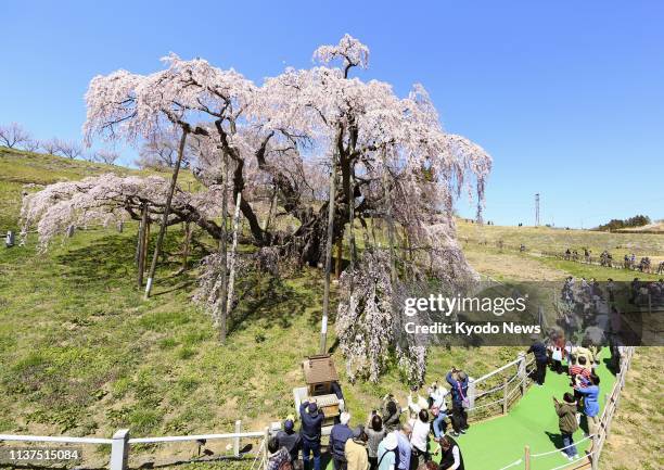 Cherry tree estimated to be over 1,000 years old comes into full bloom in Miharu, Fukushima Prefecture, northeastern Japan, on April 16, 2019. With...