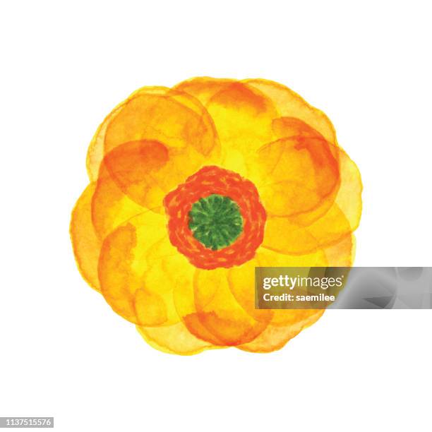 illustrations, cliparts, dessins animés et icônes de aquarelle fleur jaune - pistil