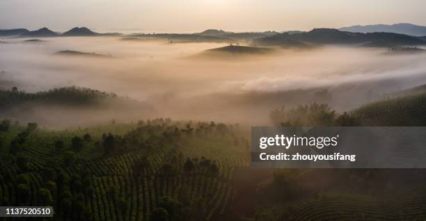 the pu'er tea mountain, yunnan province, china - yunnan province stock pictures, royalty-free photos & images