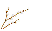 Realistic Pussy willow branch, Spring flower in the Easter season, Vector illustration isolated on white background,