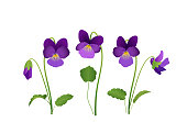 Viola Flower, violet pansies with leaves, Vector illustration isolated on white background