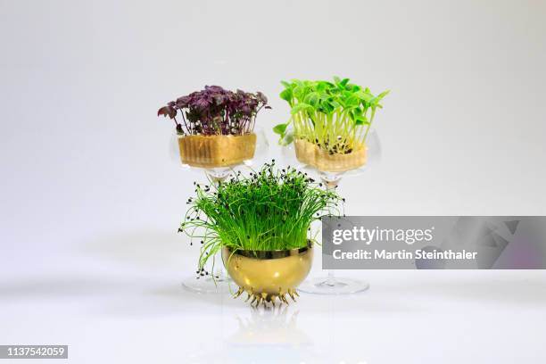 klee, kresse und sprossen in glasschale - kräuter - clover sprouts stock pictures, royalty-free photos & images
