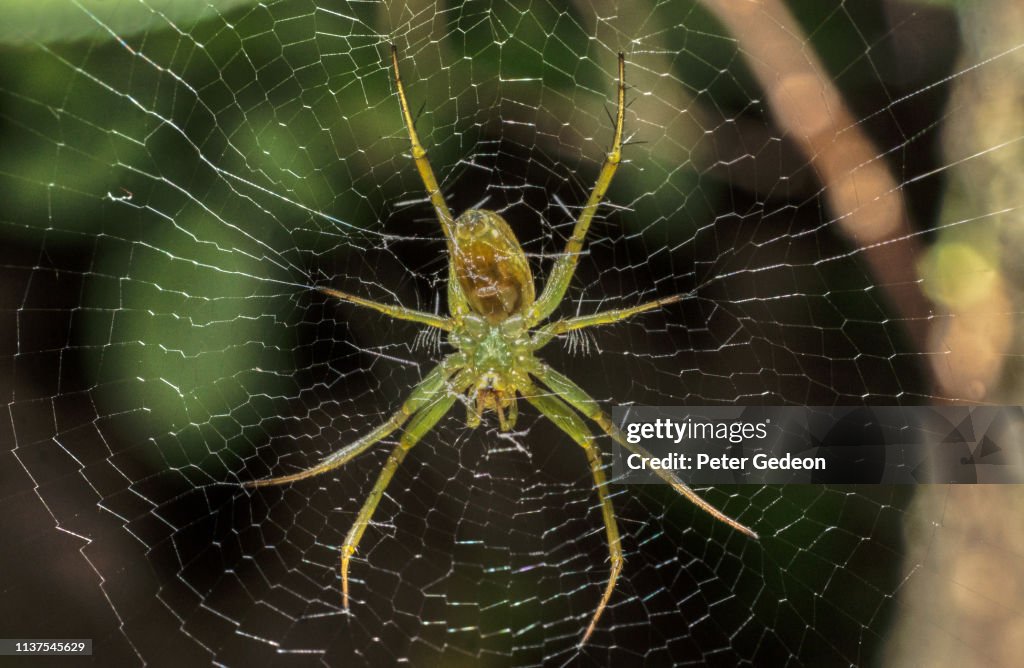 Spider waiting for its prey