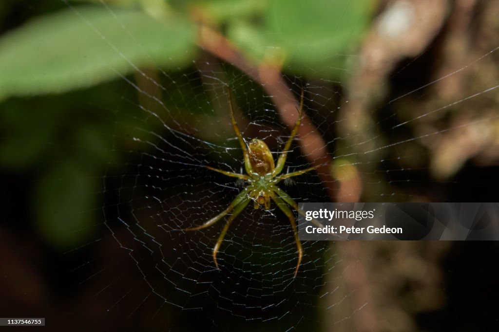 Spider waiting for its prey