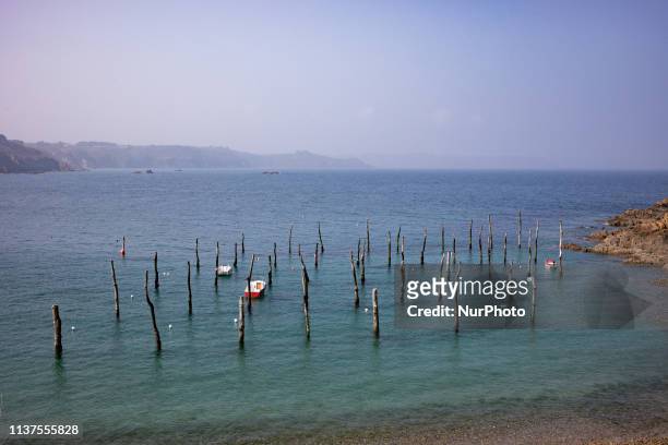 Plouha, Brittany, France, March 29, 2019. The picturesque beach of Gwin Zegal is dotted with tree trunks gushing out of the water. This ancient form...
