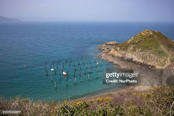 Plouha, Brittany, France, March 29, 2019. The picturesque beach of Gwin Zegal is dotted with tree trunks gushing out of the water. This ancient form...