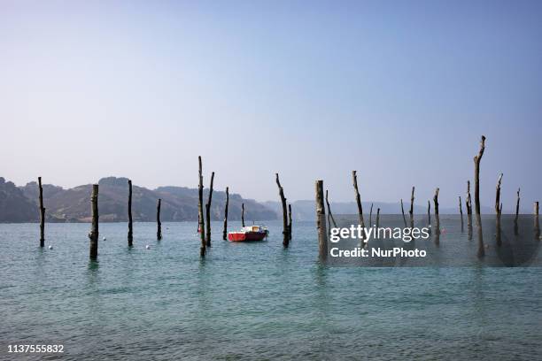 Plouha, Brittany, France, March 29, 2019. The picturesque beach of Gwin Zegal is dotted with tree trunks gushing out of the water. This ancient form...