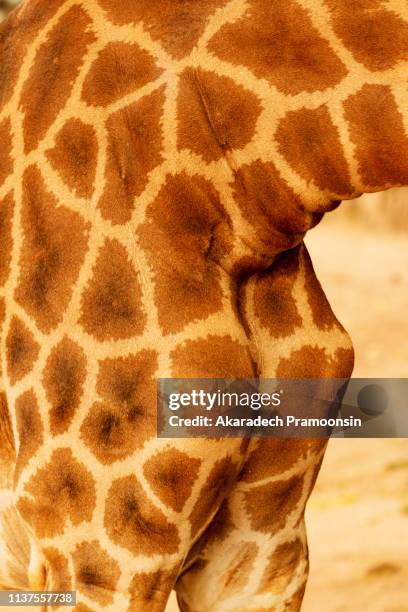 giraffe print - animal pattern stock pictures, royalty-free photos & images
