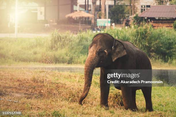 asian elephant - bangkok elephant safari stock pictures, royalty-free photos & images