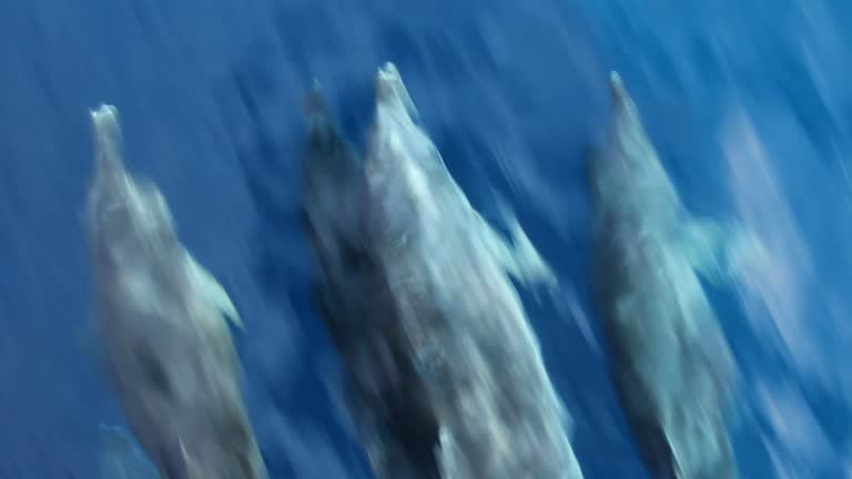 DOLLY DOLPHIN CLIPS DOLLY DOLPHIN CLIPS