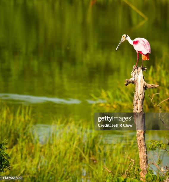 roseate spoonbill on a dead tree - threskiornithidae stock pictures, royalty-free photos & images