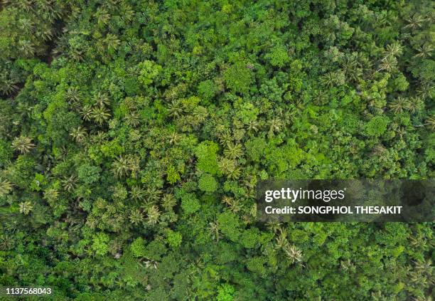 aerial view/the lush forests are rich in trees that produce oxygen to the world. - aerial rainforest stock pictures, royalty-free photos & images