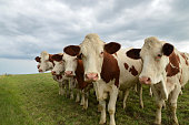 Herd of dairy cows, or dairy cattle