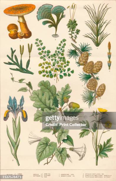 Botanical illustration, circa 1880s. Plants, flowers and fungi found in Britain. Cellular cryptograms: 1. Fungus, 2. Seaweed, 3. Moss. Vascular...