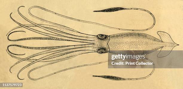 Diagram of the Giant Squid', 1881. From "St. Nicholas: Volume VIII. Part I., November 1880, to May 1881". [Scribner & Co., New York, 1881] Artist...