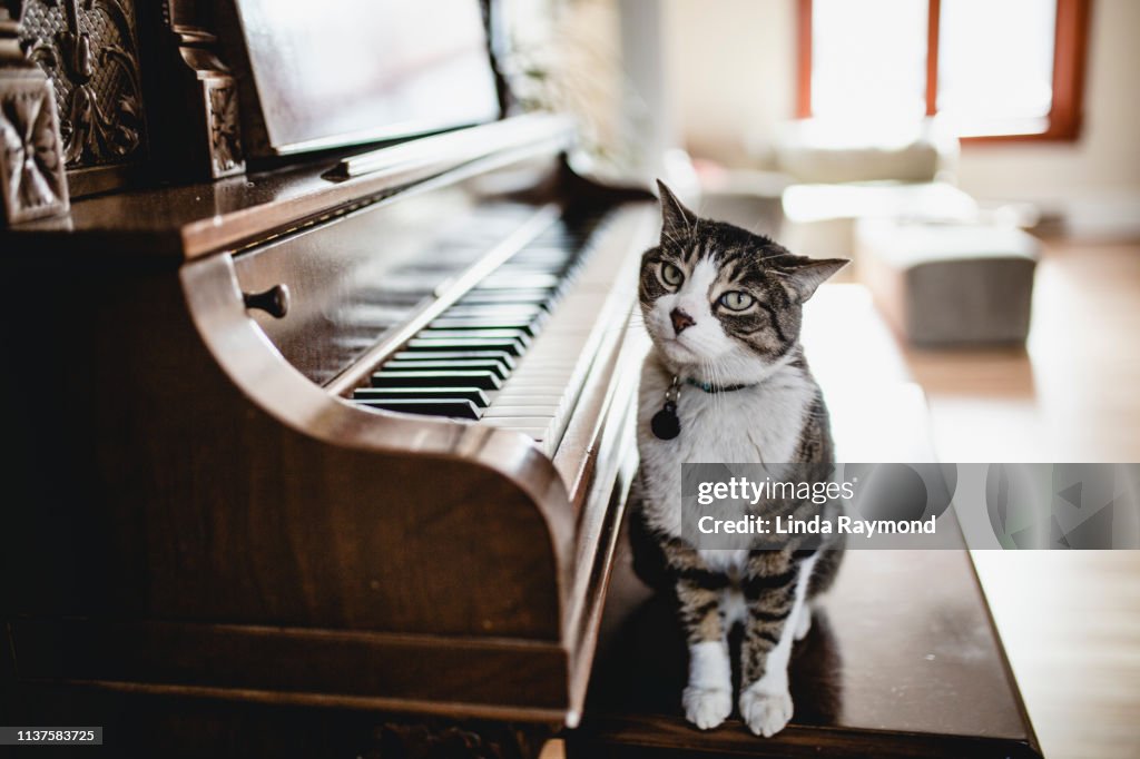 Domestic cat playing piano