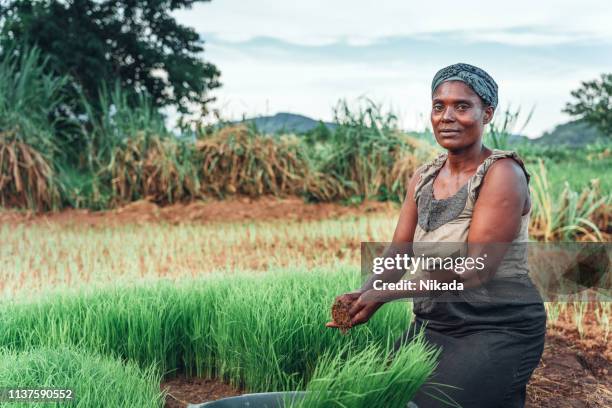 allevatrice che pianta riso in africa, malawi - popolo di discendenza africana foto e immagini stock