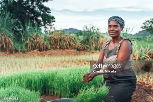 vrouwelijke boer aanplant rijst in afrika, malawi - africa farm stockfoto's en -beelden