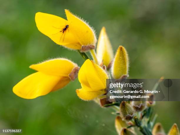 flores amarillas con hormiga - hormiga stock pictures, royalty-free photos & images