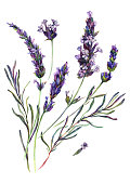 Watercolor Lavender Composition