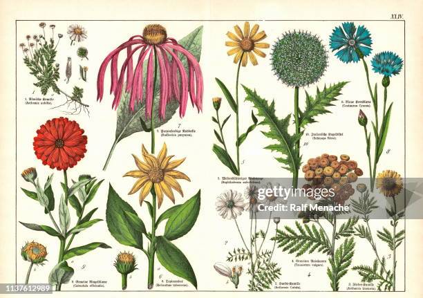 2,503 1880 Flowers Stock Photos, High-Res Pictures, and Images