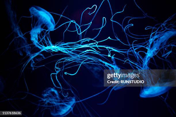blue shining jellyfish in front of black background - jellyfish stock pictures, royalty-free photos & images