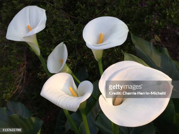five calla lilies - calla lilies white stock-fotos und bilder