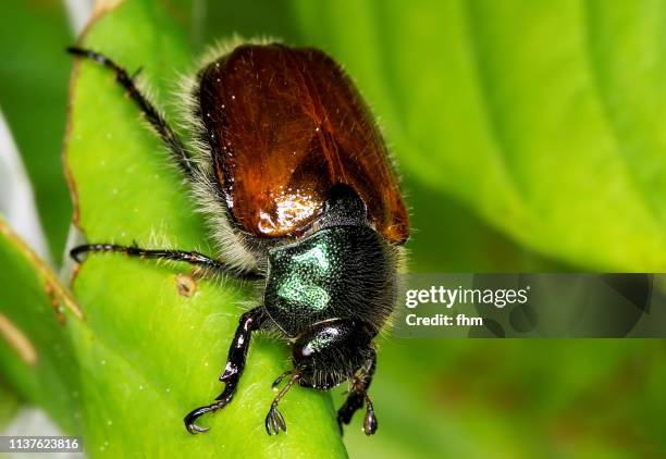 1,699 June Bug Stock Photos, High-Res Pictures, and Images - Getty Images