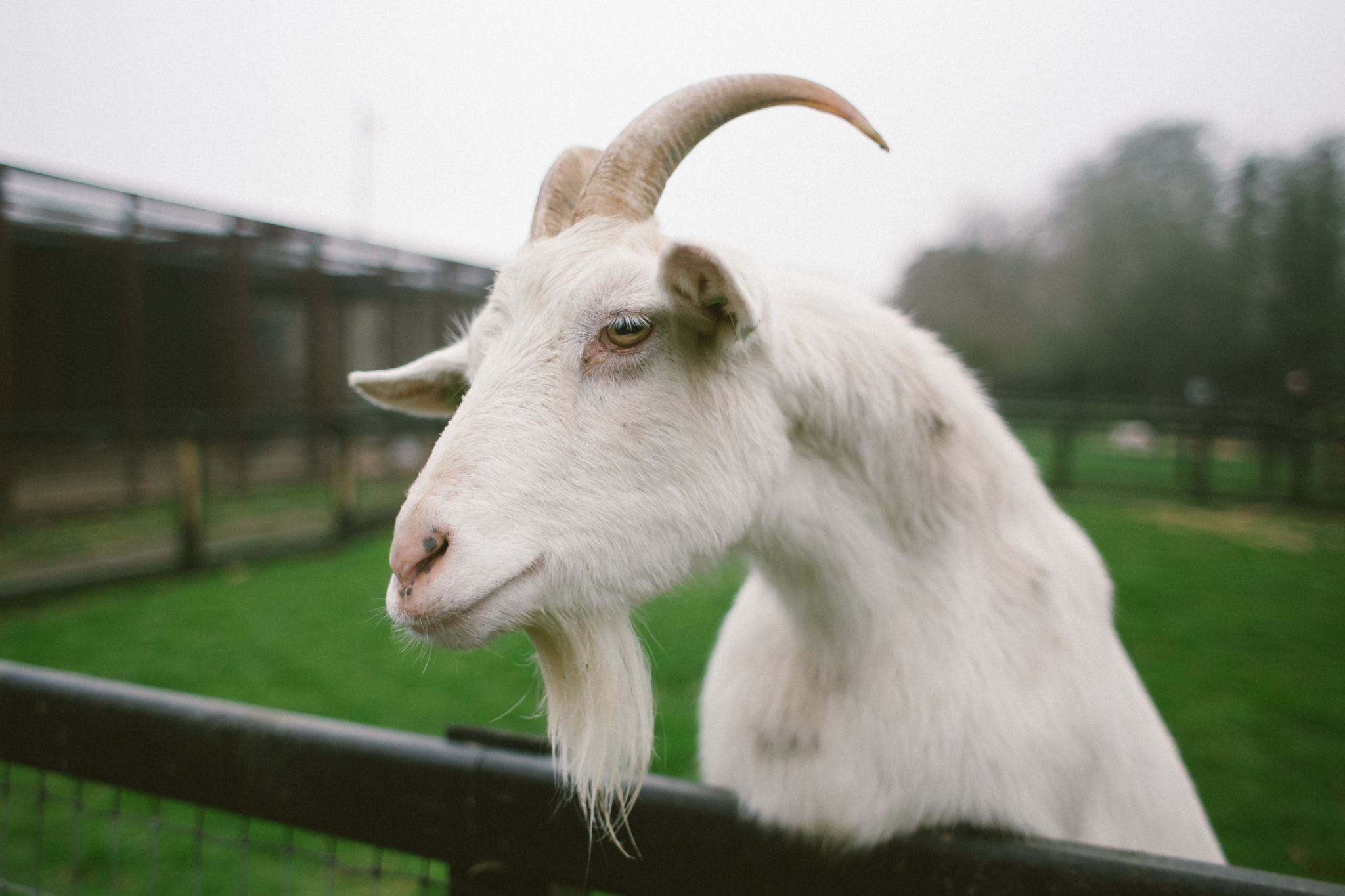 white goat portrait on animal farm white goat portrait on animal farm