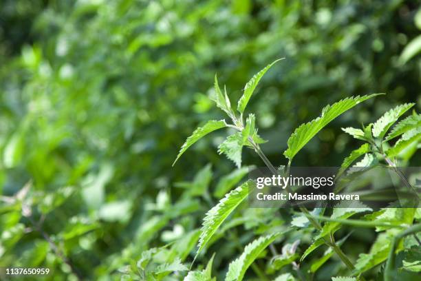 stinging nettle - urtica dioica - stinging nettle stock pictures, royalty-free photos & images