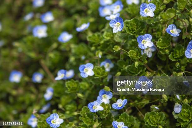 forget-me-not wildflowers (myosotis arvensis) - myosotis arvensis stock pictures, royalty-free photos & images