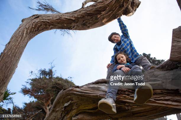 looking up at teenager and preteen boys climbing in coastal cypress tree - directly below tree photos et images de collection