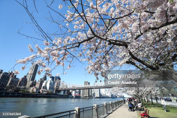 People enjoy a warm spring day under the cherry blossom trees on Roosevelt Island in New York, United States on April 16, 2019.