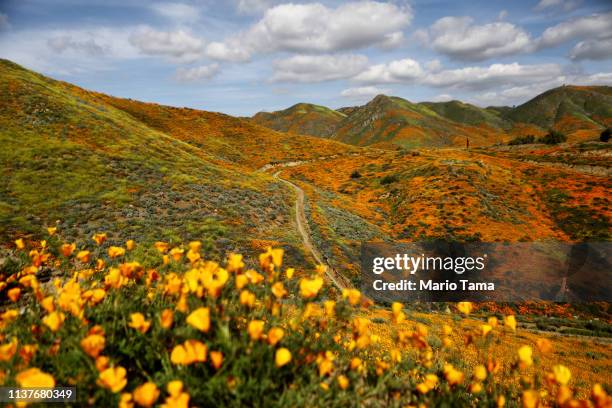 California Wild Poppies Blanket California Wild Poppies Blanket