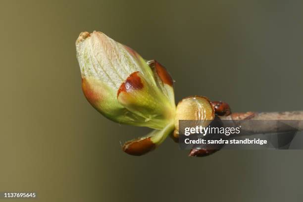 the bud of a horse chestnut tree (aesculus hippocastanum) opening up in the spring sunshine. - bud opening stock pictures, royalty-free photos & images