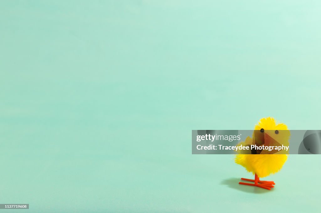 One baby chicken on a mint background at Easter.