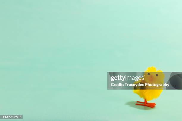 one baby chicken on a mint background at easter. - baby chicken bildbanksfoton och bilder