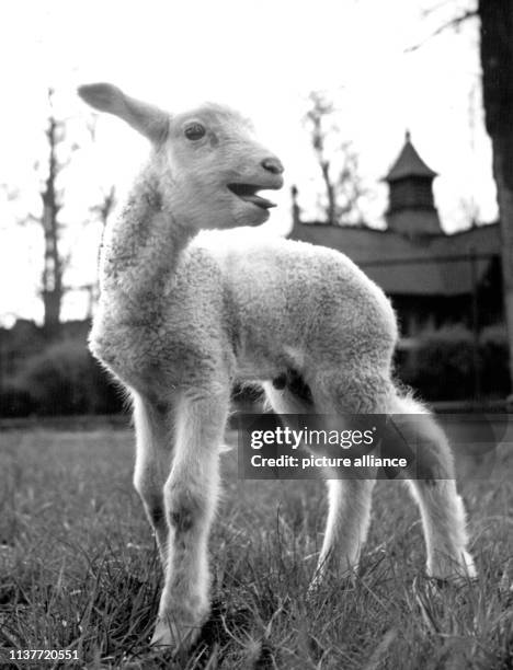 Ostern ist nicht mehr weit: Neugierig und auf stacksigen Beinen steht ein Lamm auf der Wiese. Aufgenommen 1957. | usage worldwide