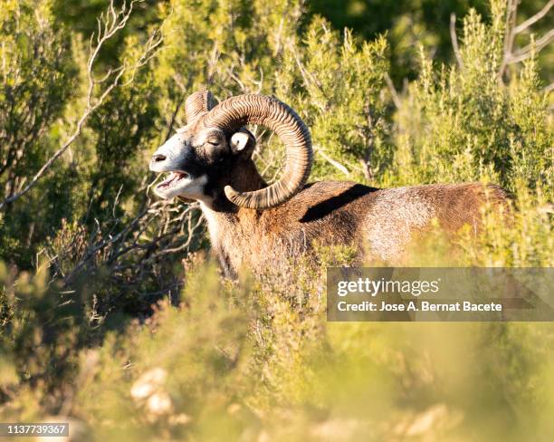 Muflong 39 Muflon Stock Photos, High-Res Pictures, and Images - Getty Images