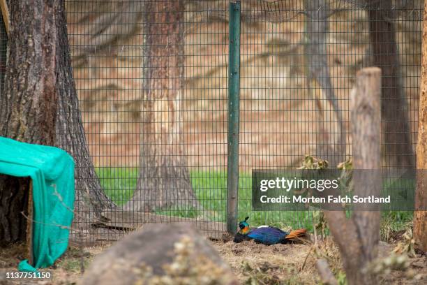 a himalayan monal in motithang takin preserve. - enclosure fotografías e imágenes de stock