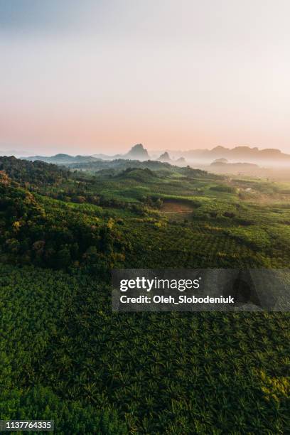 scenic aerial view of phang nga at sunrise - oil palm imagens e fotografias de stock