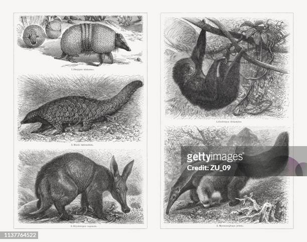 pilosa, holzgravuren, erschienen 1897 - giant anteater stock-grafiken, -clipart, -cartoons und -symbole