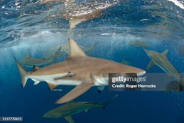 shark diving experience on aliwal shoal, south africa. - rémora fotografías e imágenes de stock