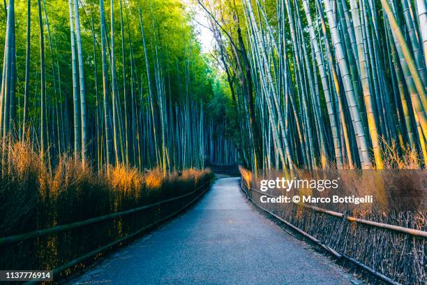 arashiyama bamboo grove, kyoto, japan - bamboo grove stock pictures, royalty-free photos & images