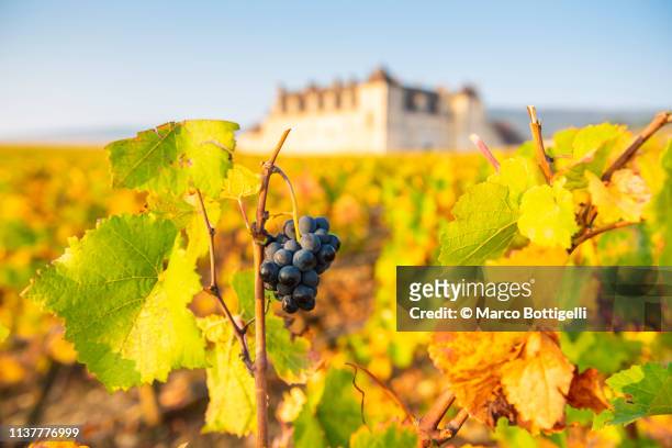 bunch of grapes in autumn, burgundy, france - vignes bourgogne photos et images de collection