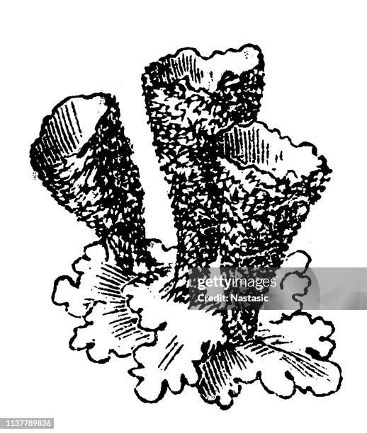 cladonia pyxidata (cup lichen) - cladonia stock illustrations