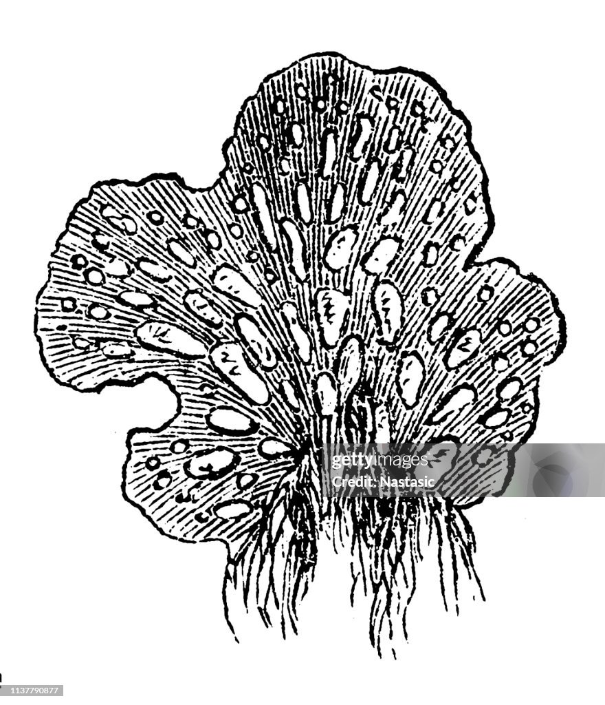 Peltigera polydactyla korstmos